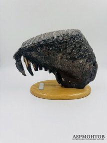 Окаменелый зуб мамонта на подставке