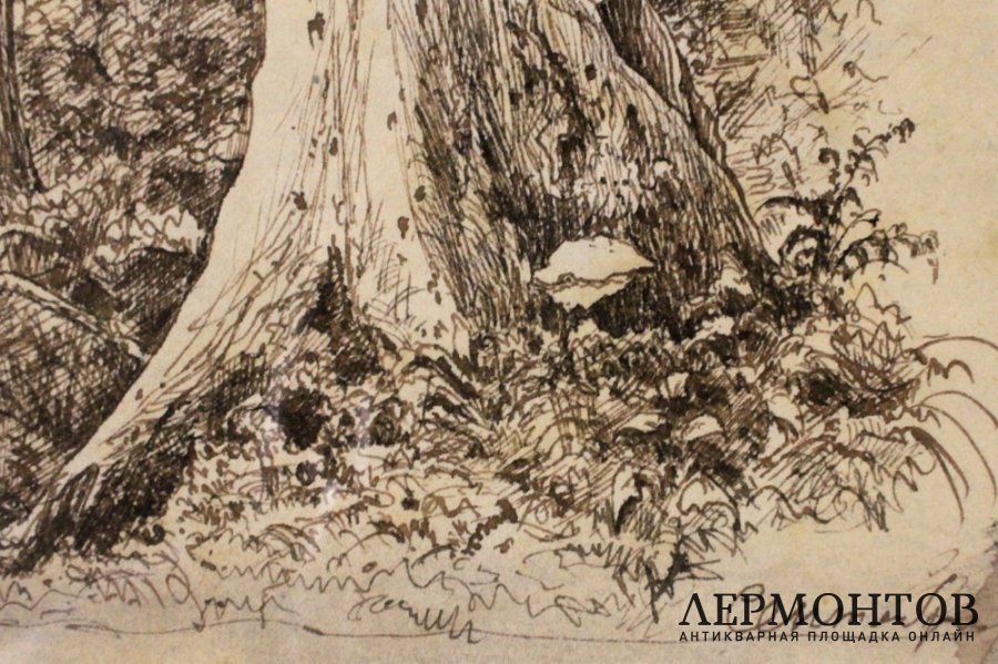 Картина Шишкин И.И. Ельник. 1900-е годы.