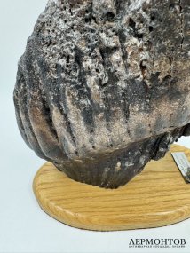 Окаменелый зуб мамонта на подставке